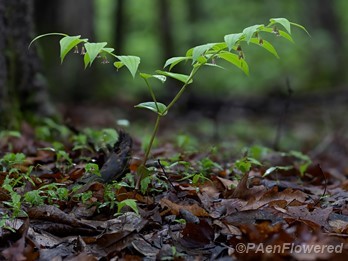 Plant form